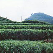 Green Tea capsules, Whole Green Tea Capsules, Whole Green Tea in Capsules, Whole Green Tea