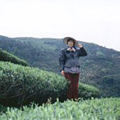 Green Tea capsules, Whole Green Tea Capsules, Whole Green Tea in Capsules, Whole Green Tea