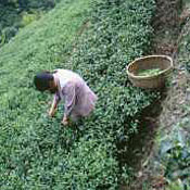 Green Tea capsules, Whole Green Tea Capsules, Whole Green Tea in Capsules, Whole Green Tea